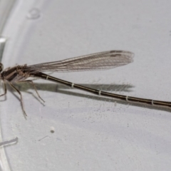 Austroagrion watsoni (Eastern Billabongfly) at Murrah, NSW - 26 Oct 2019 by jacquivt