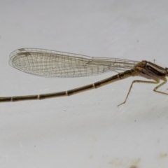 Austroagrion watsoni at Murrah, NSW - 26 Oct 2019 02:20 PM