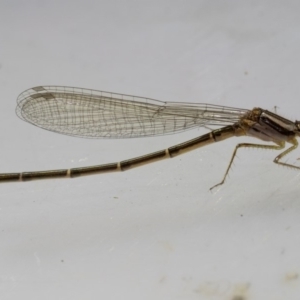 Austroagrion watsoni at Murrah, NSW - 26 Oct 2019