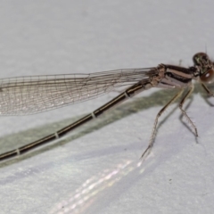 Austroagrion watsoni at Murrah, NSW - 26 Oct 2019 02:20 PM