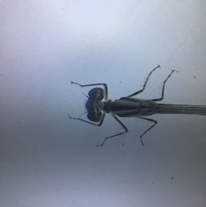 Austroagrion watsoni at Murrah, NSW - 26 Oct 2019 02:20 PM