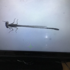 Austroagrion watsoni at Murrah, NSW - 26 Oct 2019 02:20 PM