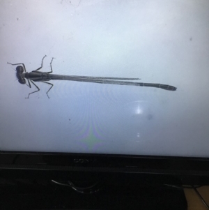 Austroagrion watsoni at Murrah, NSW - 26 Oct 2019 02:20 PM