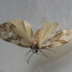 Thallarcha staurocola (Patched Footman) at Mimosa Rocks National Park - 26 Oct 2019 by jacquivt