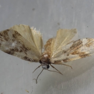 Thallarcha staurocola at Murrah, NSW - 26 Oct 2019 05:00 PM