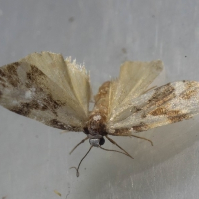 Thallarcha staurocola (Patched Footman) at Mimosa Rocks National Park - 26 Oct 2019 by jacquivt