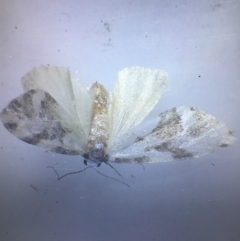 Thallarcha staurocola at Murrah, NSW - 26 Oct 2019 05:00 PM