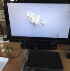 Thallarcha staurocola at Murrah, NSW - 26 Oct 2019 05:00 PM