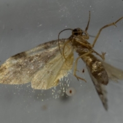 Thallarcha staurocola at Murrah, NSW - 26 Oct 2019 05:00 PM