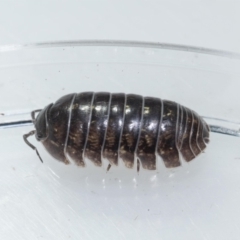 Armadillidium vulgare (Slater bug, woodlouse, pill bug, roley poley) at Mimosa Rocks National Park - 26 Oct 2019 by jacquivt