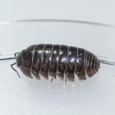 Armadillidium vulgare (Slater bug, woodlouse, pill bug, roley poley) at Mimosa Rocks National Park - 26 Oct 2019 by jacquivt