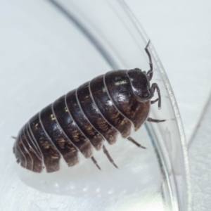 Armadillidium vulgare at Murrah, NSW - 26 Oct 2019