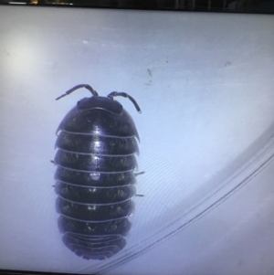 Armadillidium vulgare at Murrah, NSW - 26 Oct 2019