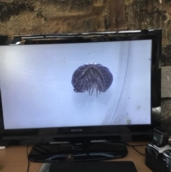 Armadillidium vulgare at Murrah, NSW - 26 Oct 2019