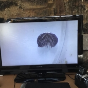 Armadillidium vulgare at Murrah, NSW - 26 Oct 2019