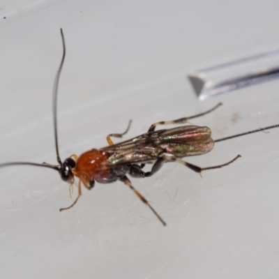 Braconidae (family) (Unidentified braconid wasp) at Murrah, NSW - 26 Oct 2019 by jacquivt