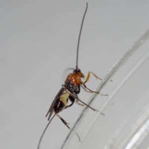 Braconidae (family) at Murrah, NSW - 26 Oct 2019