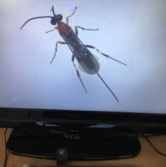 Braconidae (family) at Murrah, NSW - 26 Oct 2019