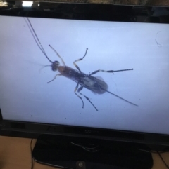 Braconidae (family) at Murrah, NSW - 26 Oct 2019