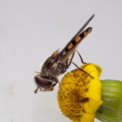 Melangyna sp. (genus) (Hover Fly) at Mimosa Rocks National Park - 26 Oct 2019 by jacquivt