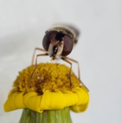 Melangyna sp. (genus) at Murrah, NSW - 26 Oct 2019