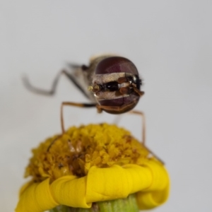 Melangyna sp. (genus) at Murrah, NSW - 26 Oct 2019