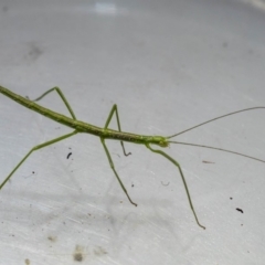 Phasmatodea (order) (Unidentified stick insect) at Mimosa Rocks National Park - 26 Oct 2019 by jacquivt