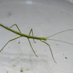 Phasmida sp. (order) (Unidentified stick insect) at Murrah, NSW - 26 Oct 2019 by jacquivt
