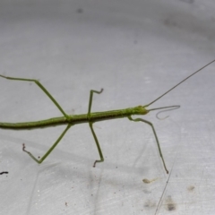 Phasmatodea (order) at Murrah, NSW - 26 Oct 2019 04:40 PM