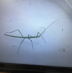 Phasmatodea (order) at Murrah, NSW - 26 Oct 2019