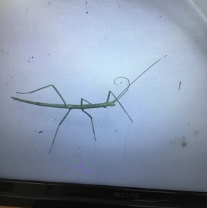 Phasmatodea (order) at Murrah, NSW - 26 Oct 2019 04:40 PM