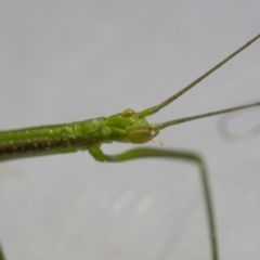 Phasmatodea (order) at Murrah, NSW - 26 Oct 2019 04:40 PM