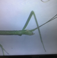 Phasmatodea (order) at Murrah, NSW - 26 Oct 2019 04:40 PM