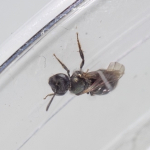 Lasioglossum (Chilalictus) sp. (genus & subgenus) at Mimosa Rocks National Park - 26 Oct 2019 02:25 PM