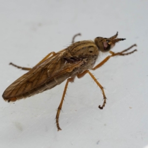 Therevidae (family) at Murrah, NSW - 26 Oct 2019 02:00 PM