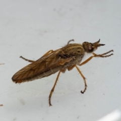 Therevidae (family) at Murrah, NSW - 26 Oct 2019 02:00 PM