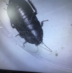 Platyzosteria sp. (genus) (Litter runner cockroach) at Mimosa Rocks National Park - 26 Oct 2019 by jacquivt