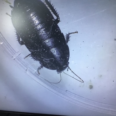 Platyzosteria sp. (genus) (Litter runner cockroach) at Mimosa Rocks National Park - 26 Oct 2019 by jacquivt