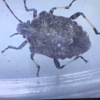 Oncocoris apicalis (Brown stink bug) at Mimosa Rocks National Park - 26 Oct 2019 by jacquivt