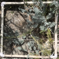 Acacia dealbata (Silver Wattle) at The Ridgeway, NSW - 19 Oct 2019 by Manta