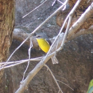 Eopsaltria australis at Black Range, NSW - 27 Oct 2019