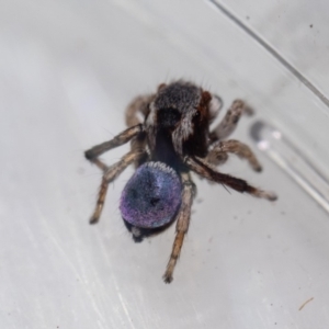 Maratus anomalus at Murrah, NSW - 26 Oct 2019