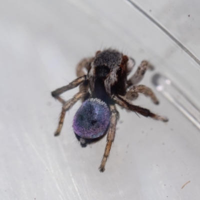 Maratus anomalus (Blue Peacock spider) at Mimosa Rocks National Park - 26 Oct 2019 by jacquivt