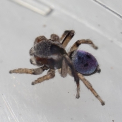 Maratus anomalus at Murrah, NSW - 26 Oct 2019