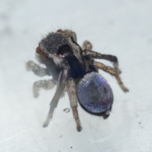 Maratus anomalus at Murrah, NSW - 26 Oct 2019