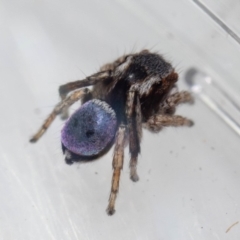 Maratus anomalus at Murrah, NSW - 26 Oct 2019