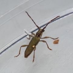 Pempsamacra pygmaea (Longhorn beetle) at Mimosa Rocks National Park - 26 Oct 2019 by jacquivt