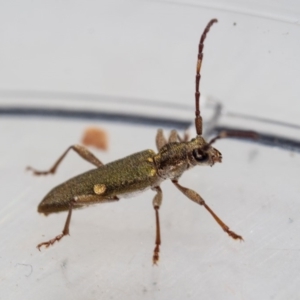 Pempsamacra pygmaea at Murrah, NSW - 26 Oct 2019