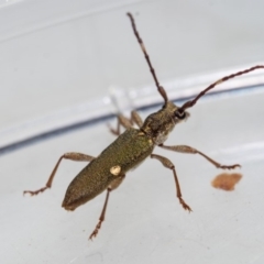 Pempsamacra pygmaea at Murrah, NSW - 26 Oct 2019