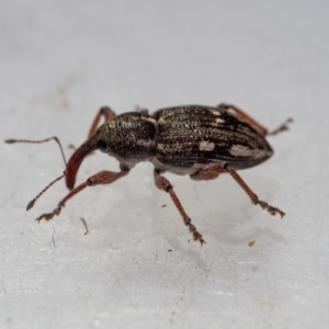 Aoplocnemis rufipes at Murrah, NSW - 26 Oct 2019 02:07 PM